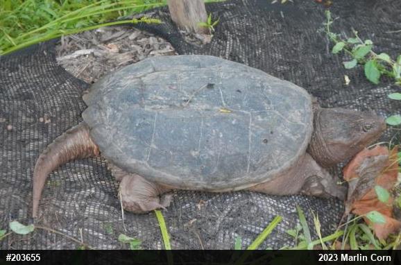 Snapping Turtle
