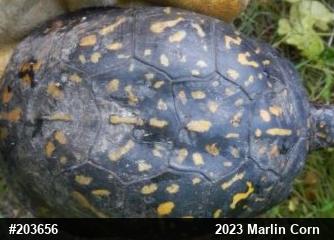 Eastern Box Turtle