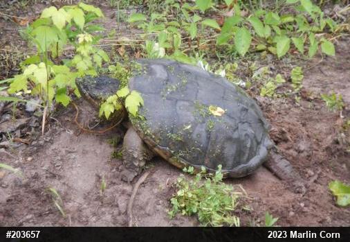 Snapping Turtle