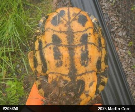 Red-eared Slider