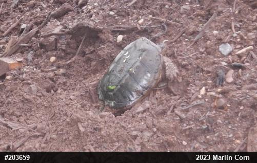 Snapping Turtle