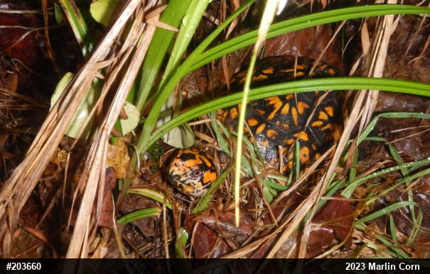 Eastern Box Turtle