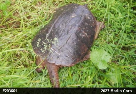 Snapping Turtle