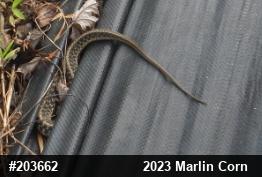 Eastern Gartersnake