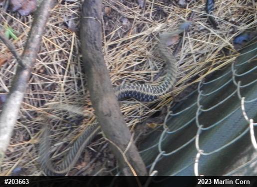 Eastern Gartersnake