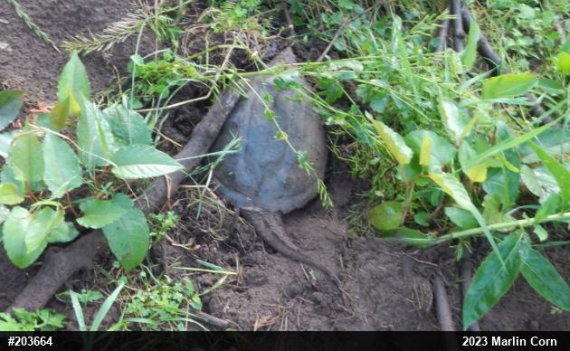 Snapping Turtle