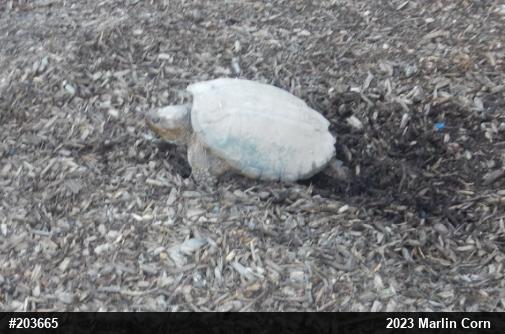 Snapping Turtle