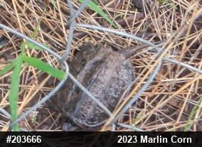 Snapping Turtle