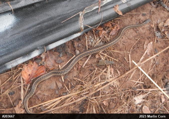 Eastern Gartersnake