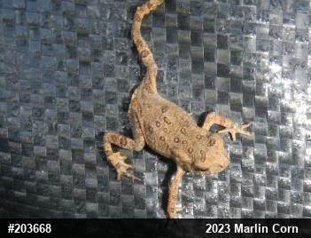 Eastern American Toad