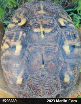 Eastern Box Turtle