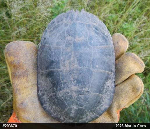 Painted Turtle