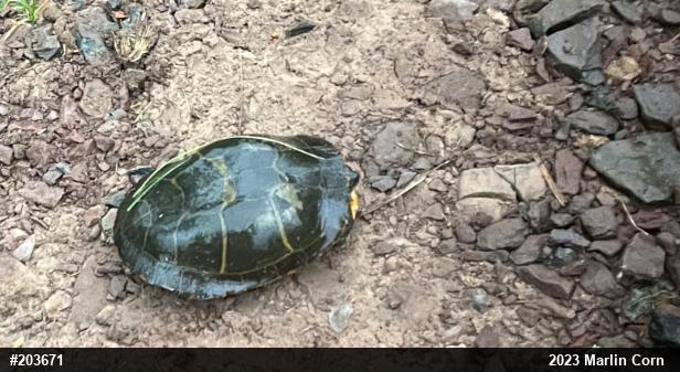 Painted Turtle