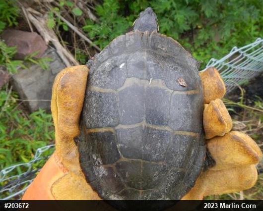 Eastern Painted Turtle