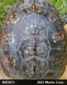 Eastern Box Turtle