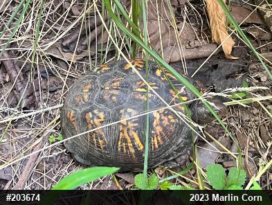 Eastern Box Turtle