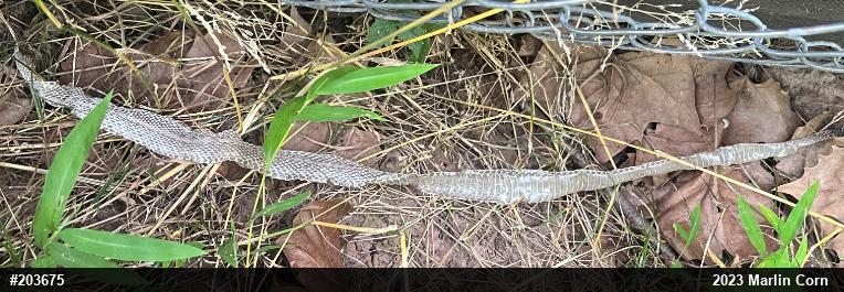Eastern Gartersnake