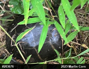 Eastern Painted Turtle