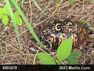 Eastern Box Turtle