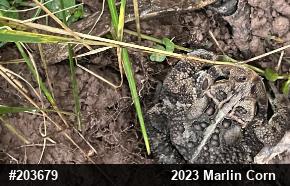 Eastern American Toad