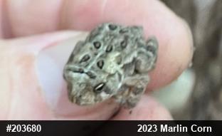 Eastern American Toad