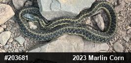 Eastern Gartersnake