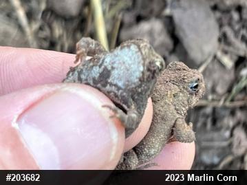 Eastern American Toad