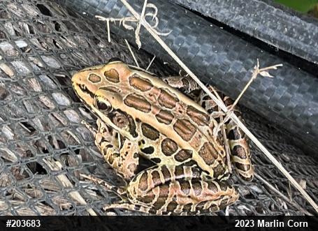 Pickerel Frog