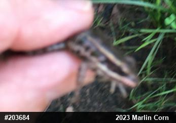 Pickerel Frog