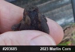 Eastern American Toad