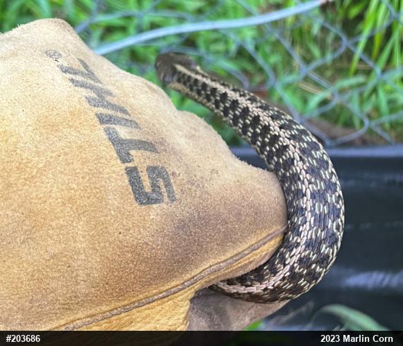 Eastern Gartersnake