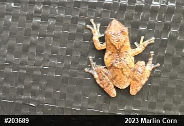 Spring Peeper