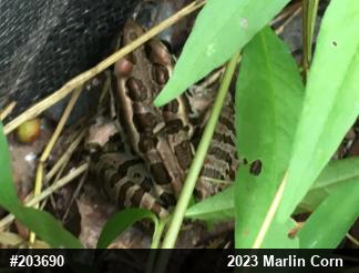 Pickerel Frog