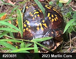 Eastern Box Turtle