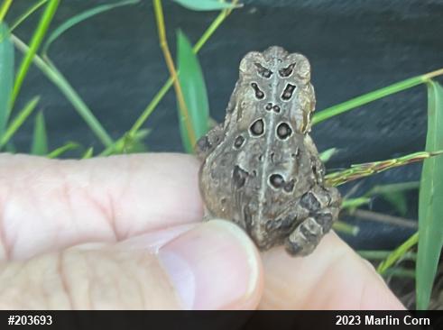Eastern American Toad