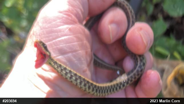 Eastern Gartersnake