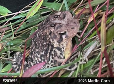 Eastern American Toad