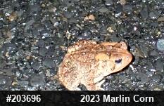 Eastern American Toad