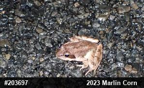 Wood Frog
