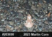 Spring Peeper