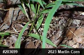 Pickerel Frog