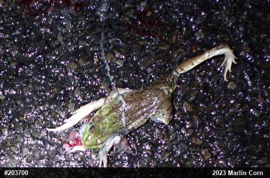 Green Frog