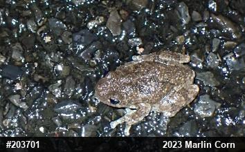 Unknown Gray Treefrog