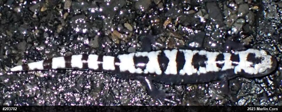 Marbled Salamander