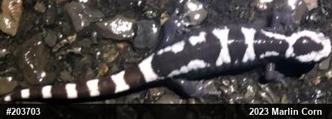 Marbled Salamander