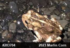 Eastern American Toad