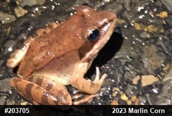 Wood Frog