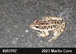 Pickerel Frog