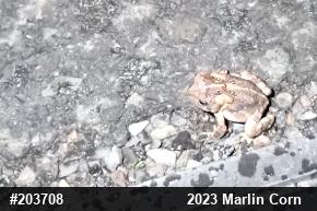 Eastern American Toad