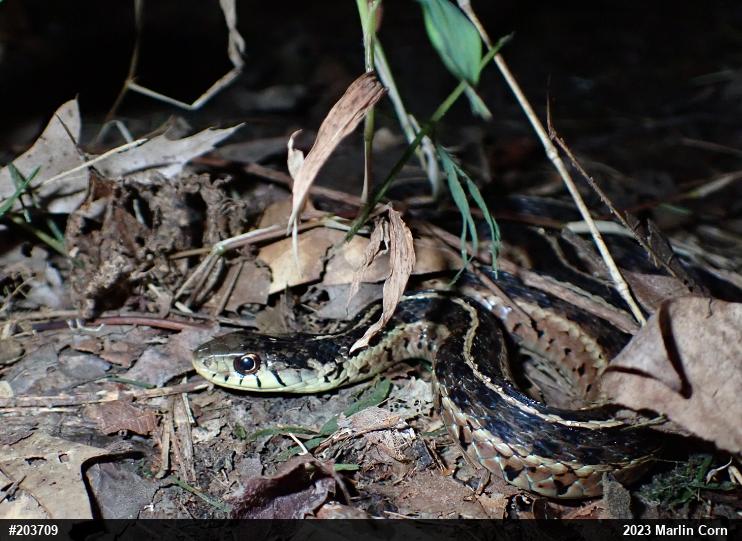 Eastern Gartersnake